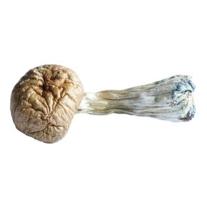 blue meanie mushroom