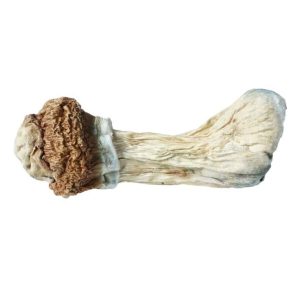 Penis Envy Mushrooms